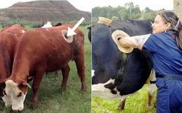 Vì sao nhiều con bò không những không chết mà còn sống khỏe mạnh nhờ bị đục lỗ ngay trên cơ thể?