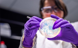 Các nhà khoa học tạo ra một chủng vi khuẩn E. coli có thể ăn khí CO2 để sống