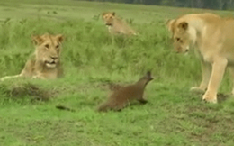 Video: Cầy Mangut "chán sống", cả gan lao vào cà khịa bầy sư tử