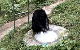 Không cần ai dạy, tinh tinh vẫn tỉ mẩn dùng xà phòng giặt quần áo cho nhân viên vườn thú suốt nửa tiếng