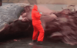 Cá voi nổ! Vũ khí sinh hóa to lớn nhất trên Trái Đất