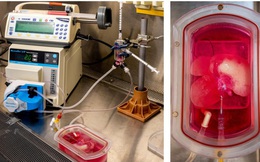 Những lá gan được in 3D sinh học sẽ tạo ra cuộc cách mạng trong lĩnh vực cấy ghép nội tạng
