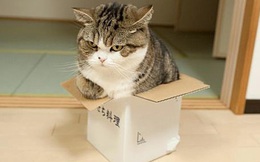 Khoa học giải thích: Tại sao lũ mèo thích hộp?