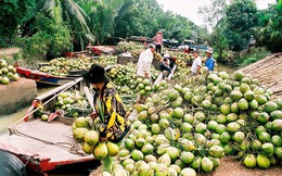 Lần đầu tiên các DN trong hệ sinh thái TMĐT Việt nam quyết bắt tay đưa dừa Bến Tre "lên sàn", doanh số dự kiến tăng hơn 20 lần