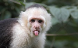 Nghiên cứu của ĐH Yale: Tạo ra tiền tệ riêng dành cho khỉ, kết quả là chúng hành động không khác gì dân đầu tư chứng khoán thứ thiệt