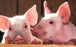 Nghịch lý của dịch tả lợn châu Phi: Giá tăng tại Trung Quốc nhưng lại giảm sâu ở Việt Nam