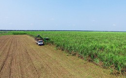 Thách thức tìm lời giải cánh đồng mẫu lớn cho nền nông nghiệp Việt Nam nhìn từ chuyện trồng mía của Thành Thành Công và trồng lúa ở Lộc Trời