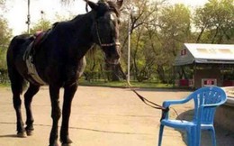 Hình ảnh con ngựa bị buộc vào chiếc ghế và tố chất không thể thiếu của một nhà lãnh đạo thành công
