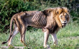 Cái kết của một vị vua: Bi kịch phũ phàng khi sư tử đứng đầu về già và bị đuổi khỏi đàn