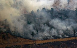 Khu rừng lớn nhất thế giới Amazon cháy suốt 3 tuần, G7 "nhón tay" hỗ trợ 22 triệu USD; Nhà thờ Đức bà Paris nhận quyên góp gần 1 tỷ USD chỉ sau 24h hỏa hoạn