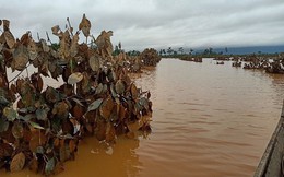 1.500ha trái cây của HAGL tại Lào bị ngập lụt