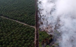 Cơn khát dầu cọ: Cội nguồn của việc cháy rừng hàng loạt tại Indonesia, khiến toàn Đông Nam Á ngập chìm trong ô nhiễm không khí