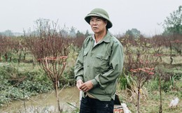 Gần 200 gốc đào của người dân Bắc Ninh bị chặt phá trong đêm: "Tết năm nay còn chả có bánh chưng mà ăn"