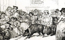 Những chú lợn ghi dấu ấn trong lịch sử