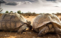 Chuyên gia: 3 đặc điểm giúp rùa trở thành loài sống thọ nhất thế giới mà con người nên học