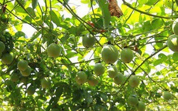 Từ vô danh, một loại quả Việt Nam tham vọng bán với giá đắt nhất thế giới, thành tên gọi phổ biến như kiwi New Zealand