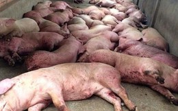 Dịch tả lợn châu Phi "đổ bộ", Thái Nguyên trở thành tỉnh thứ 10 nhiễm dịch