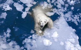 Tin chính thức: Chúng ta không thể làm gì để ngăn nhiệt độ Bắc Cực tăng