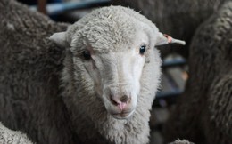 Tinh trùng đông lạnh từ 50 năm trước đã tạo ra được hàng chục con cừu khỏe mạnh