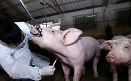 Sẽ miễn giảm lãi vay cho khách hàng bị thiệt hại dịch tả lợn châu Phi