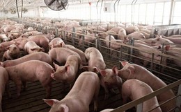 Lo ngại dịch tả, lượng tiêu thụ thịt lợn giảm đến 50%