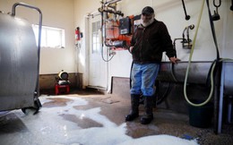 Bí ẩn vụ sữa nhiễm bẩn khiến trang trại ba đời ở Mỹ đối mặt nguy cơ phá sản