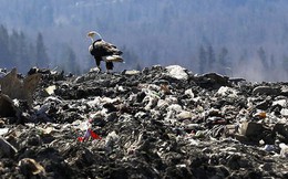 Đại bàng hói, biểu tượng của nước Mỹ, đang đắm mình trong rác ở ngoại ô Seattle