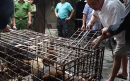 Đàn chó cắn bé trai 7 tuổi tử vong bị đưa về trụ sở công an ở Hưng Yên
