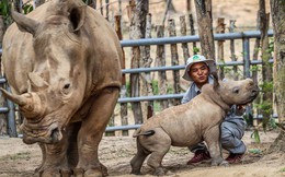 Cận cảnh 2 "bé" tê giác trắng quý hiếm vừa được sinh ra ở Việt Nam trong thập kỷ qua