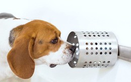 Chó có thể đánh hơi được tế bào ung thư, độ chính xác đến 97%