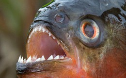 Loài người thực sự nợ cá Piranha khét tiếng Amazon một lời xin lỗi: chúng đáng sợ là do con người