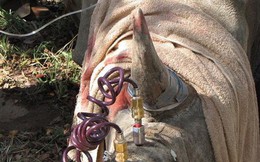 Tiêm thuốc độc vào sừng để... cứu 700 con tê giác