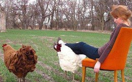 Người Mỹ đang chi cả nghìn USD mua gà về gác chân nhưng PETA không ý kiến gì