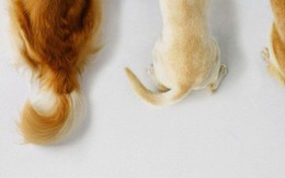 Chó có nhiều kiểu vẫy đuôi, mỗi kiểu lại chứa thông điệp mà chưa chắc bạn đã hiểu