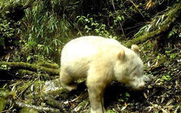 Xuất hiện bằng chứng đầu tiên cho thấy sự tồn tại của gấu trúc trắng