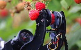 Robot nhà nông sắp thế chỗ con người để thu hoạch trái cây