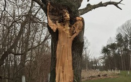 Hình dáng người phụ nữ trên thân cây và câu chuyện về người vợ bị bội phản, người mẹ dành cả đời đi tìm con gái ám ảnh công viên nước Mỹ