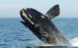 Lần đầu tiên trong lịch sử, chúng ta thu được tiếng hát của loài cá voi đen hiếm bậc nhất thế giới