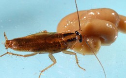 Nghiên cứu mới: Gián Đức đã tiến hóa để kháng thuốc diệt côn trùng