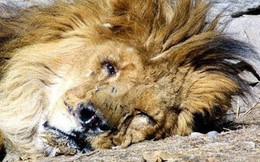 Chuyện sư tử mất mạng vì 1 vết thương: Sư tử già "bắt bệnh" mới chuẩn, con người cũng thường xuyên mắc phải