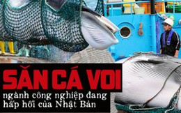 Sau 31 năm, Nhật Bản cho phép săn bắt cá voi thương mại trở lại: Bất chấp phản đối để nỗ lực hồi sinh ngành công nghiệp đang hấp hối?