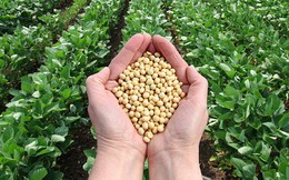 Hạt đậu tương đã góp phần mang đến diện mạo mới cho nước Mỹ như thế nào?