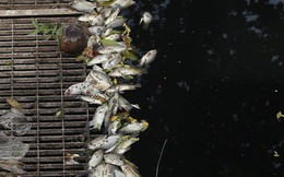 Sau khi xả nước hồ Tây vào sông Tô Lịch, thấy cá chết hàng loạt