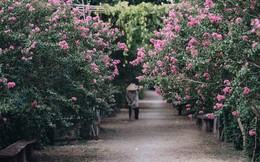 Chùm ảnh: Con đường ở Hà Nội được tạo nên bởi 100 gốc hoa tường vi đẹp như khu vườn cổ tích