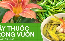 Loại hoa "siêu chảnh" năm nở 1 lần, nửa triệu/kg vẫn cháy hàng nhờ tác dụng chữa mất ngủ, động thai, viêm gan cực hiệu quả