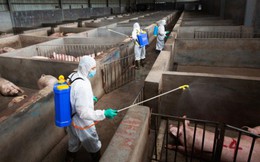 Trung Quốc quyết thay đổi thói quen để đẩy lùi tả lợn châu Phi