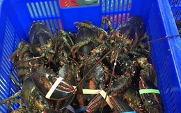 Giật mình tôm hùm Alaska nhập về Việt Nam giá chỉ 170 ngàn/kg, rẻ hơn tôm tép đồng