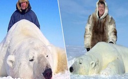 Vạch trần các tour săn bắn 5.000 con gấu Bắc Cực: "Huy chương" đẫm máu của giới thợ săn giàu có khiến cả thế giới căm phẫn