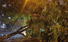 Hàng loạt cây xanh bật gốc, đường ngập sâu khi bão số 3 ập vào Móng Cái