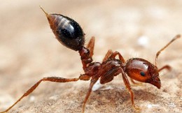 [Vietsub] Đây là những gì xảy ra khi một con kiến đốt bạn, chẳng trách lại đau đến vậy